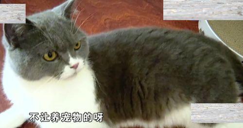 深圳猫租客最新爆料,揭秘租房市场的那些事儿
